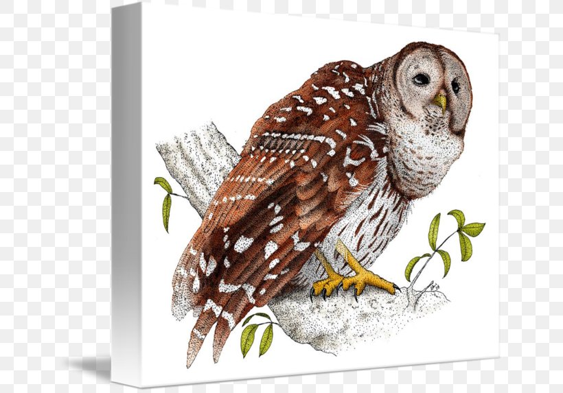 Barred Owl Beak Hawk Mug, PNG, 650x573px, Owl, Barred Owl, Beak, Bird, Bird Of Prey Download Free
