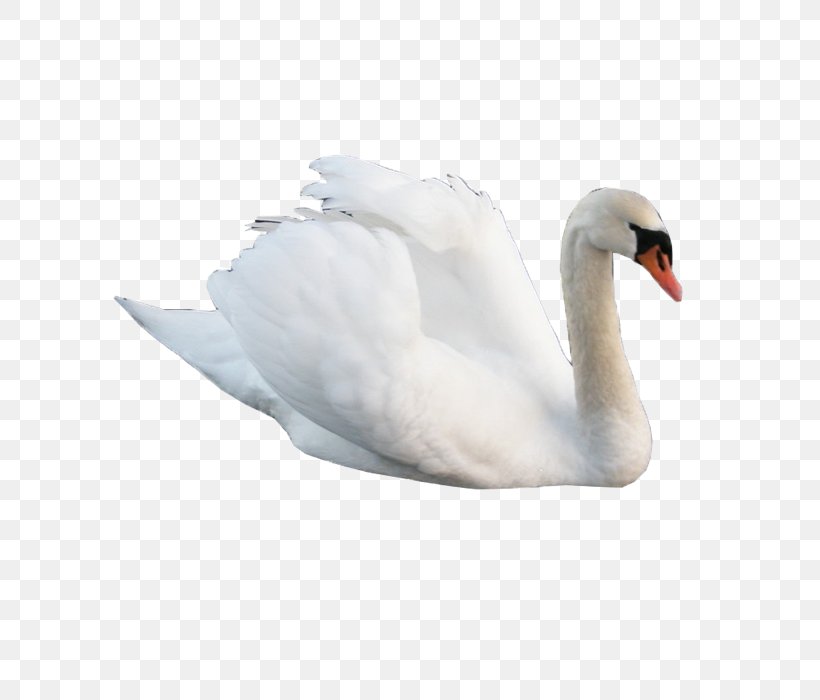 Cygnini Swan Goose Bird, PNG, 700x700px, Cygnini, Art, Beak, Bird, Dance Download Free