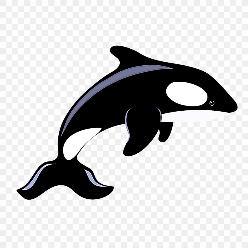 Dolphin Killer Whale Cetaceans Porpoises Whales, PNG, 1667x1667px, Dolphin, Beak, Black M, Bottlenose Dolphin, Cetaceans Download Free