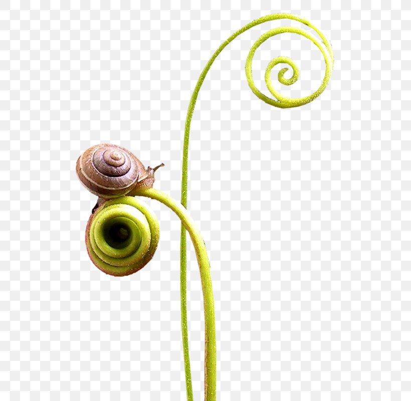 Snail Escargot Slug Orthogastropoda, PNG, 560x800px, Snail, Body Jewelry, Emerald Green Snail, Escargot, Flower Download Free