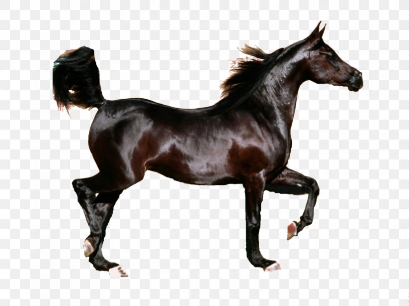 Arabian Horse Friesian Horse Mustang Stallion Foal, PNG, 823x617px, Arabian Horse, American Quarter Horse, Andalusian Horse, Animal, Black Download Free