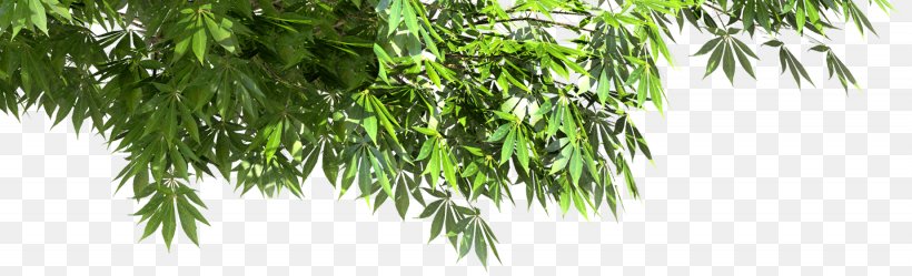 Asian Palmyra Palm Flora Vegetation Oil Palms Ohio Buckeye, PNG, 1845x562px, Asian Palmyra Palm, Arecales, Bamboo, Borassus, Borassus Flabellifer Download Free