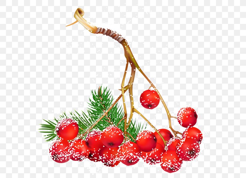 Berry Christmas Clip Art, PNG, 600x596px, Berry, Christmas, Common Holly, Conifer Cone, Food Download Free