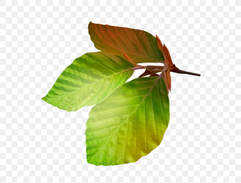 Leaf Plant Stem, PNG, 700x622px, Leaf, Plant, Plant Stem Download Free