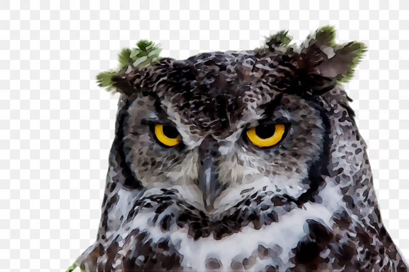 Night Owl Lark Owl At Home Image, PNG, 1459x972px, Owl, Adaptation, Animal, Beak, Bird Download Free