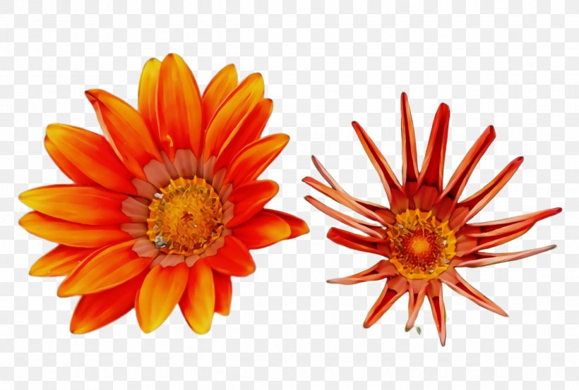 Orange, PNG, 2436x1644px, Watercolor, Daisy Family, English Marigold, Flower, Flowering Plant Download Free