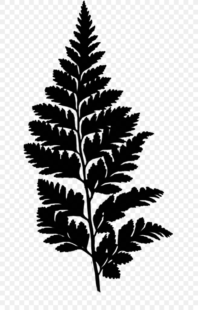 Ostrich Fern Leaf Clip Art, PNG, 624x1280px, Fern, American Larch, Blackandwhite, Botany, Ferns And Horsetails Download Free