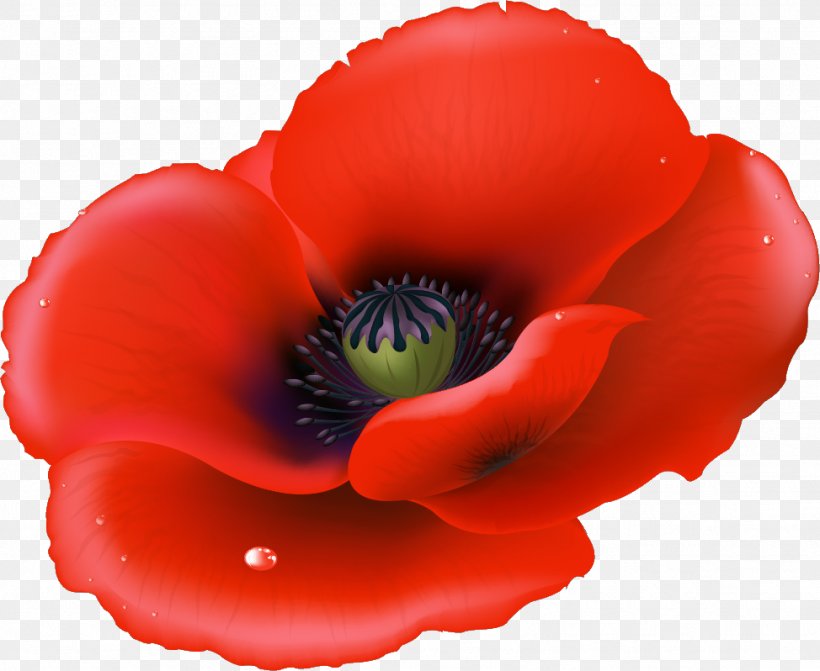 Poppy Stock Photography Flower Clip Art, PNG, 974x798px, Poppy, Anemone, Close Up, Common Poppy, Coquelicot Download Free