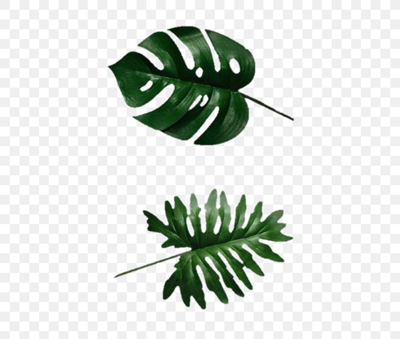Swiss Cheese Plant Leaf Tree Philodendron Botany, PNG, 400x696px, Swiss Cheese Plant, Botany, Leaf, Monstera Obliqua, Organism Download Free