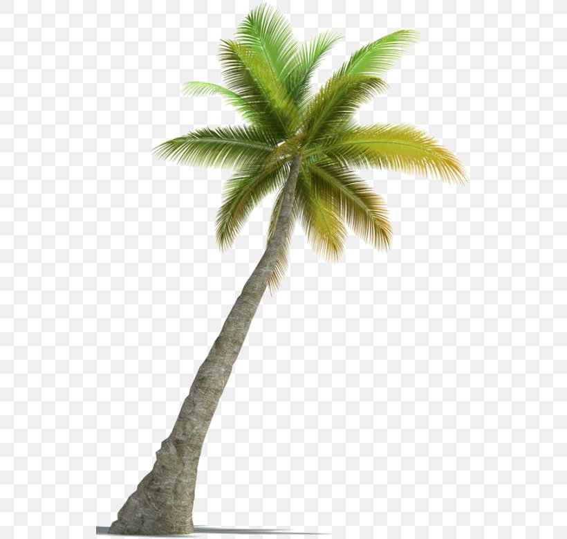 Arecaceae Tree Stock Photography, PNG, 542x779px, 3d Rendering, Arecaceae, Arecales, Borassus Flabellifer, Coconut Download Free