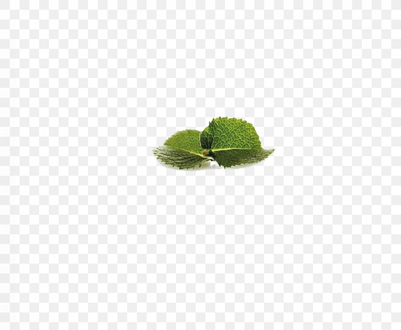 Green Leaf Pattern, PNG, 860x710px, Green, Grass, Leaf, Rectangle Download Free