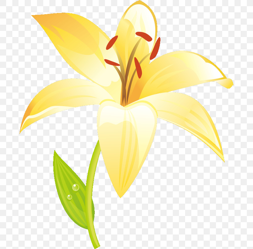 Lily Flower, PNG, 694x807px, Lily Flower, Biology, Cut Flowers, Daylilies, Flower Download Free