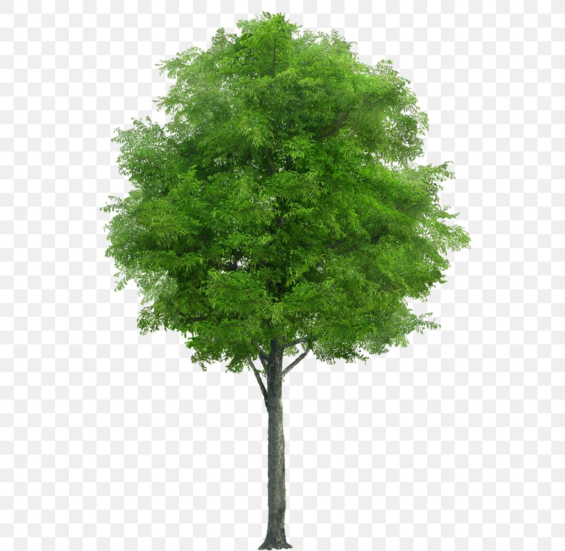 Swingletree Tree Planting Oak Trunk, PNG, 586x800px, Tree, Arborist, Birch, Branch, Deciduous Download Free