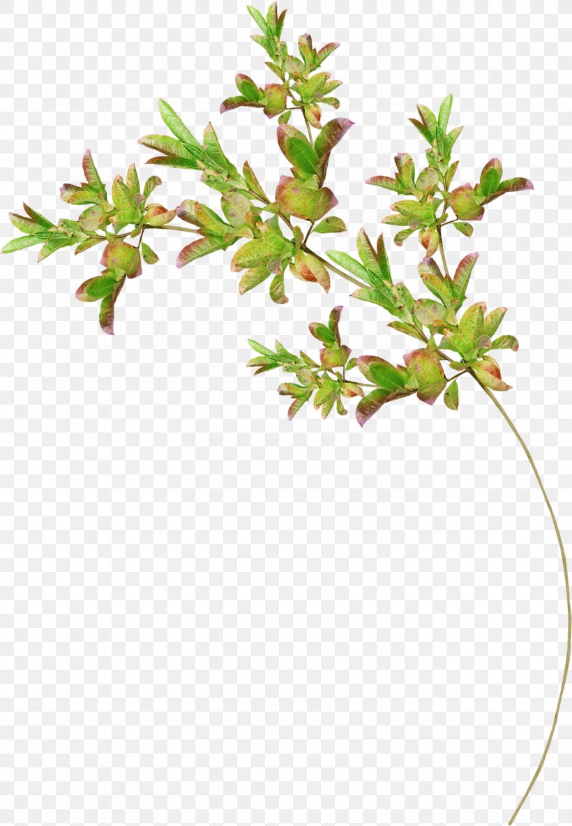 Tree Drawing Flower, PNG, 1523x2200px, Tree, Branch, Drawing, Flower, Flowering Plant Download Free