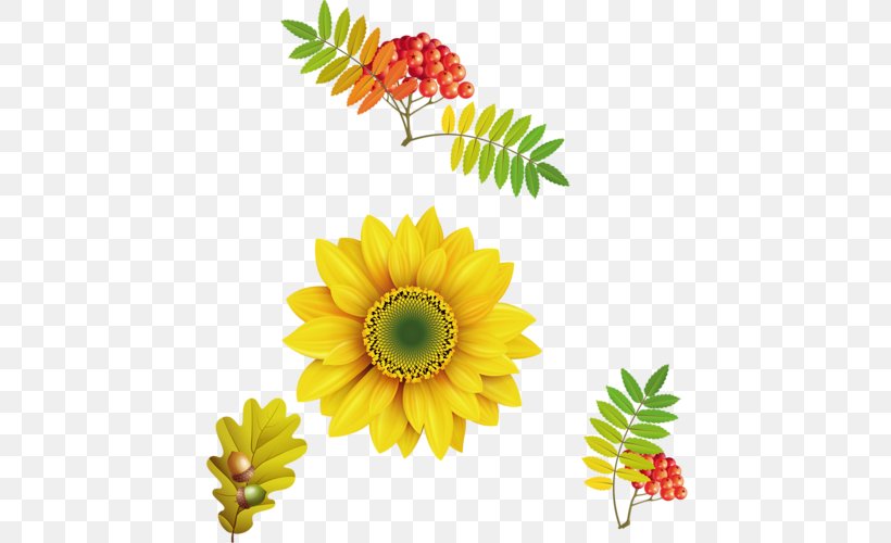 Clip Art, PNG, 447x500px, Common Sunflower, Chrysanths, Cut Flowers, Daisy, Daisy Family Download Free