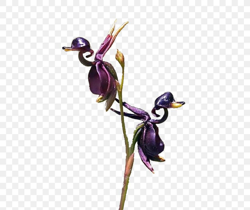 Orchids Embryophyta Flower Caleana Major Duck, PNG, 512x689px, Orchids, Bird, Black Locust, Caleana Major, Duck Download Free