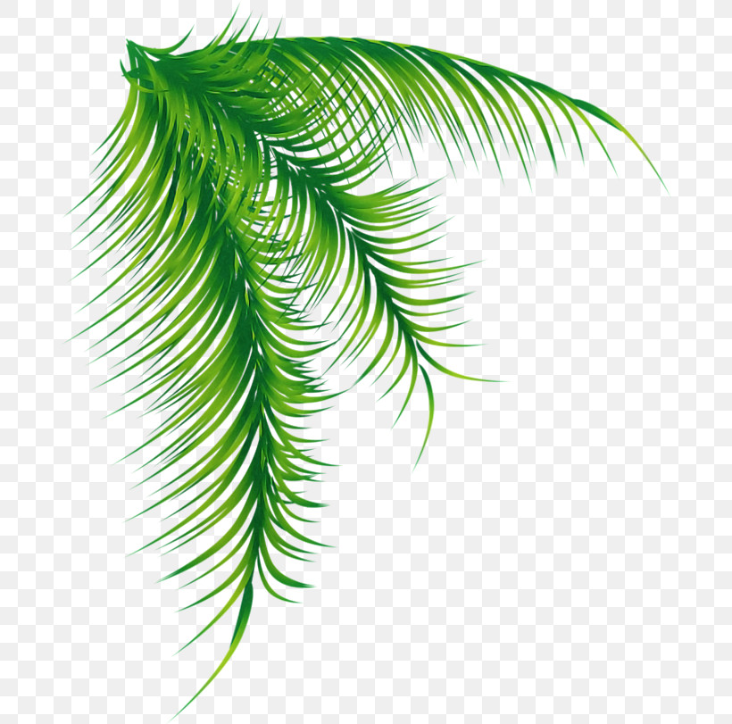 Palm Tree, PNG, 684x811px, Tree, Arecales, Branch, Elaeis, Fern Download Free