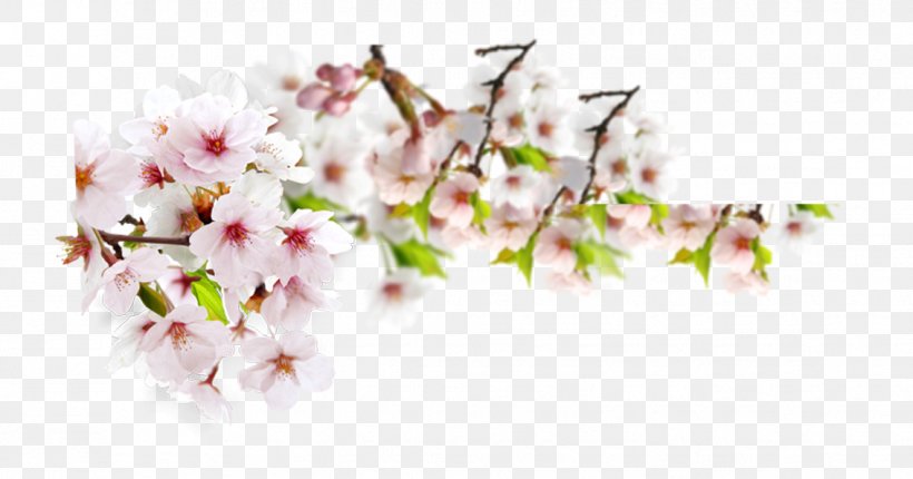 Peach Blossom, PNG, 1134x595px, Page Layout, Blossom, Branch, Cherry Blossom, Floral Design Download Free