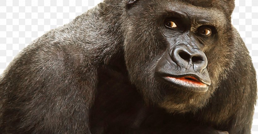 Primate Ape Clip Art, PNG, 1910x1000px, Primate, Aggression, Ape, Common Chimpanzee, Fauna Download Free