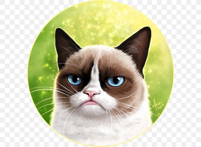 Snowshoe Cat Tonkinese Cat Siamese Cat Grumpy Cat Kitten, PNG, 600x600px, Snowshoe Cat, American Wirehair, Carnivoran, Cat, Cat Like Mammal Download Free