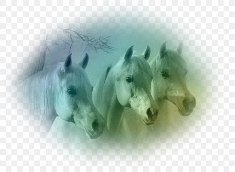Arabian Horse Dutch Warmblood Andalusian Horse Kentucky Horse Park Stallion, PNG, 800x600px, Arabian Horse, Andalusian Horse, Animal, Aspect Ratio, Dutch Warmblood Download Free