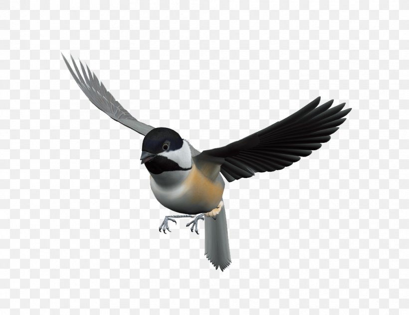 Bird Flight, PNG, 1042x805px, Bird, Beak, Duck, Ducks Geese And Swans, Fauna Download Free