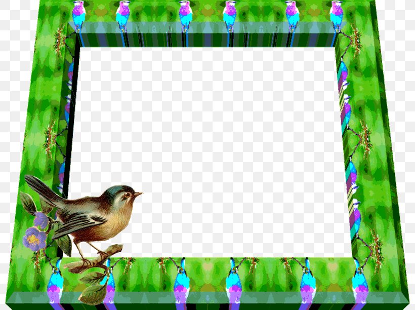 Bird Picture Frames PhotoScape GIMP, PNG, 800x612px, Bird, Beak, Bird Feeder, Bird Feeders, Ecosystem Download Free