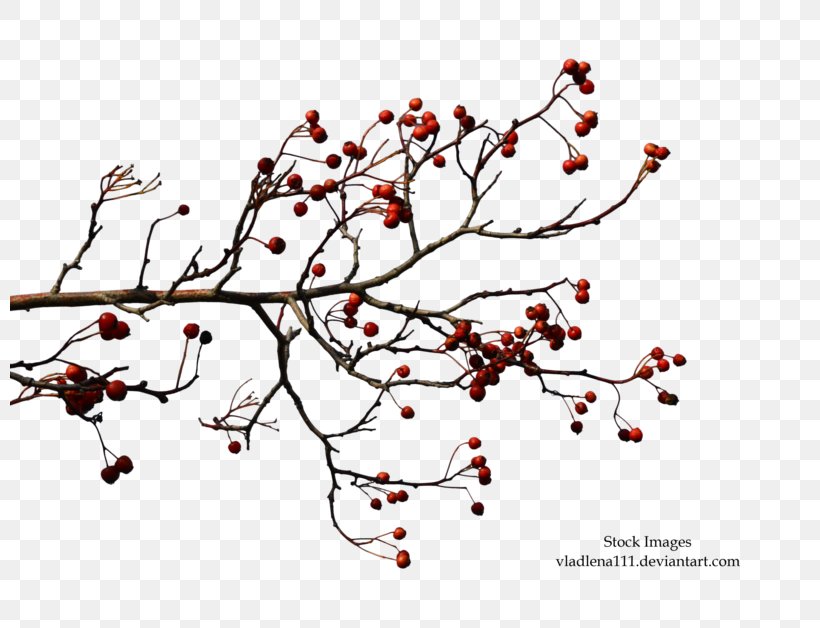 Branch Tree Autumn Clip Art, PNG, 800x628px, Branch, Area, Art, Autumn, Blossom Download Free
