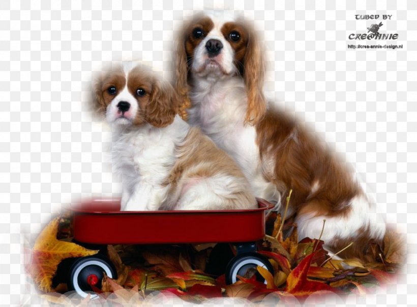 Cavalier King Charles Spaniel English Springer Spaniel Cavapoo Puppy, PNG, 954x704px, Cavalier King Charles Spaniel, Breed, Carnivoran, Cavapoo, Clumber Spaniel Download Free