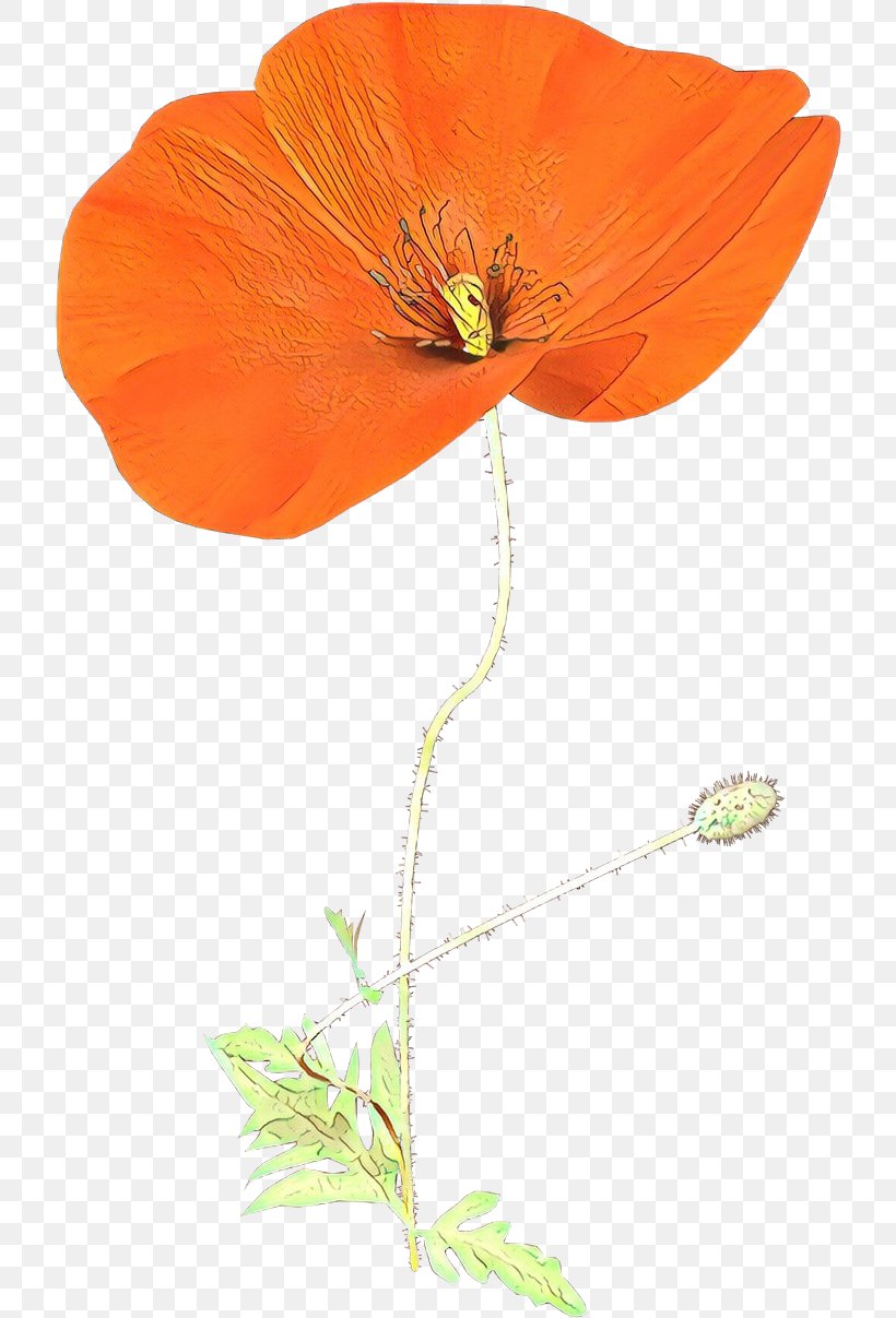 Orange, PNG, 720x1207px, Cartoon, Coquelicot, Corn Poppy, Eschscholzia Californica, Flower Download Free