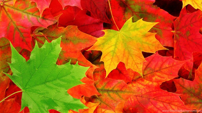 Autumn Leaf Color Desktop Wallpaper Tree, PNG, 1600x900px, Autumn Leaf Color, Autumn, Color, Deciduous, Display Resolution Download Free