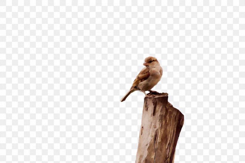 Bird Beak Perching Bird Wildlife Songbird, PNG, 1920x1280px, Bird, Beak, Finch, Lark, Paint Download Free