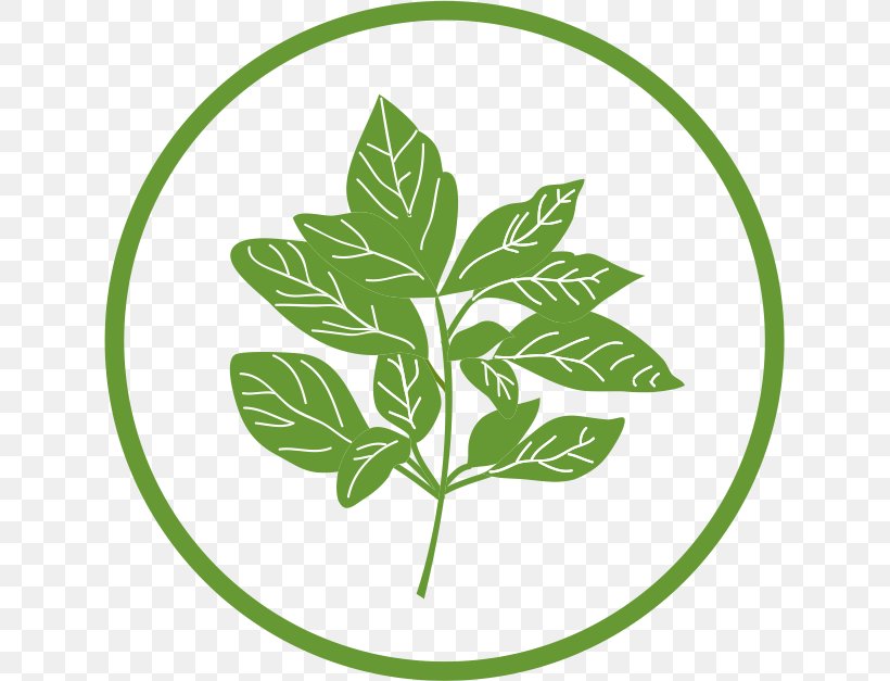 Herb Food Basil Seasoning Fennel, PNG, 627x627px, Herb, Adas, Basil, Branch, Cooking Download Free