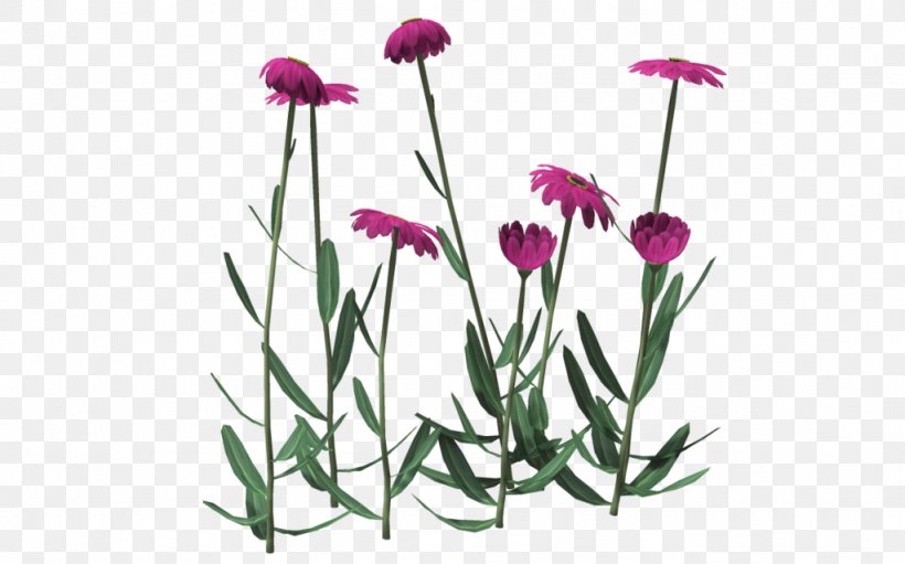 Poser Rendering Cut Flowers Plant, PNG, 1024x639px, Poser, Carnation, Cut Flowers, Deviantart, Dianthus Download Free