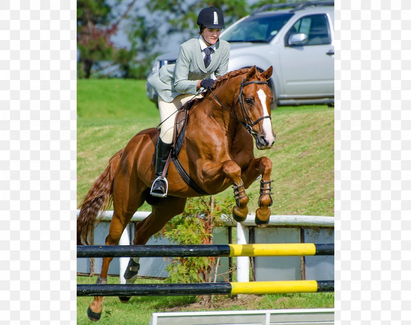 Show Jumping Hunt Seat Equestrian Stallion Bridle, PNG, 1024x811px, Show Jumping, Animal Sports, Animal Training, Bit, Bridle Download Free