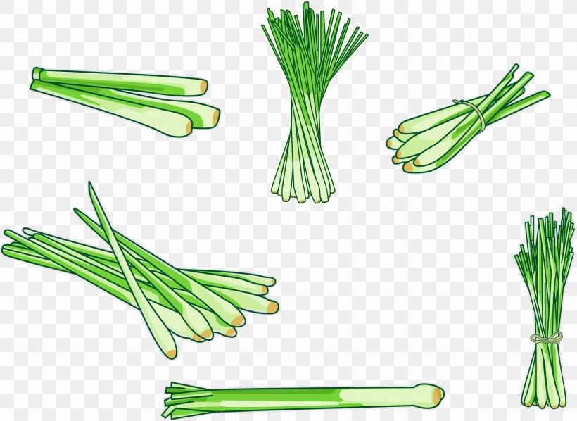 Cymbopogon Citratus Allium Fistulosum Illustration, PNG, 2496x1823px, Cymbopogon Citratus, Allium Fistulosum, Commodity, Drawing, Food Download Free