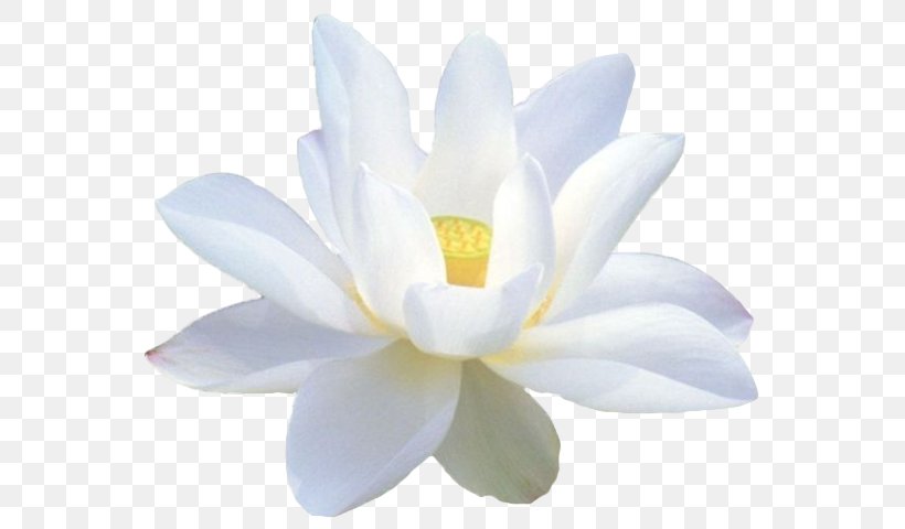 Nelumbo Nucifera White Lotus Photography .am, PNG, 585x480px, Nelumbo Nucifera, Aquatic Plant, Balsam, Flower, Flowering Plant Download Free