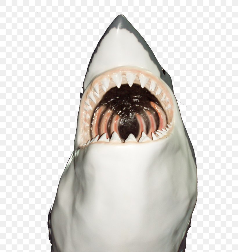 Shark Icon, PNG, 650x866px, Shark, Dog Like Mammal, Eyelash, Fish, Google Images Download Free