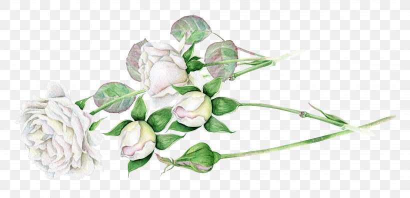 White Floral Design, PNG, 4565x2208px, White, Branch, Cut Flowers, Designer, Flora Download Free