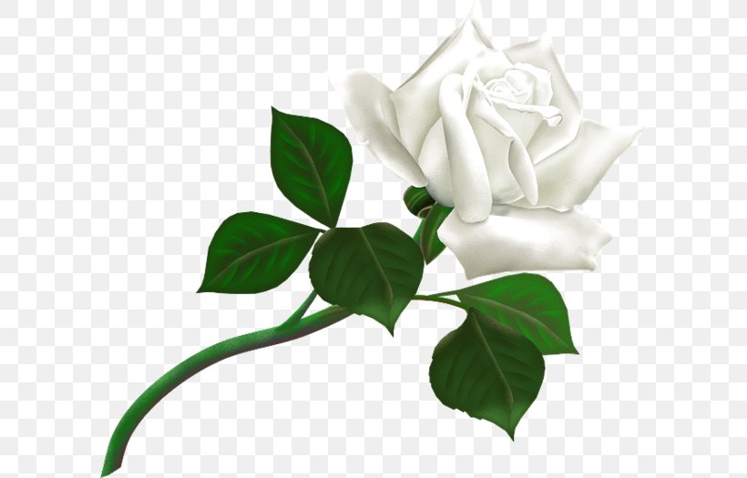 White Rose Desktop Wallpaper Clip Art, PNG, 600x525px, White Rose, Beach Rose, Cut Flowers, Flora, Flower Download Free