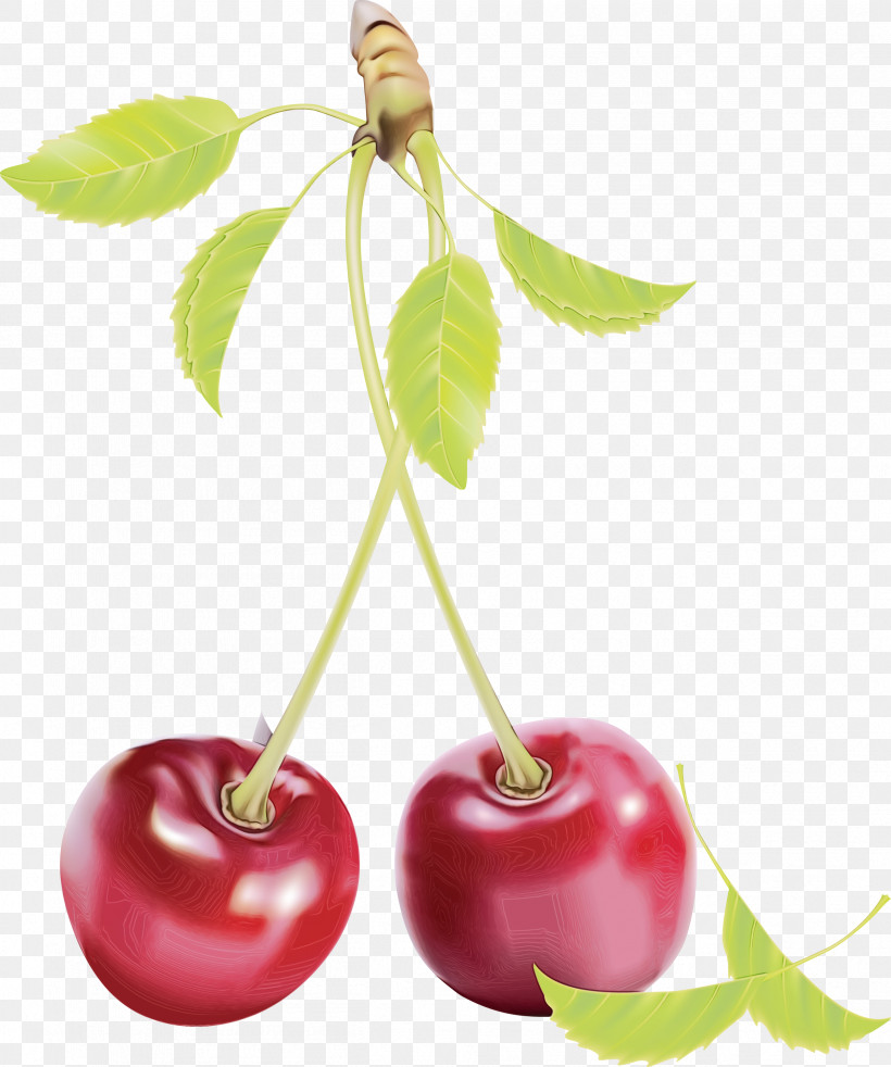 Cherry Plant Fruit Tree Leaf, PNG, 2504x3000px, Cherry, Flower, Food, Fruit, Leaf Download Free
