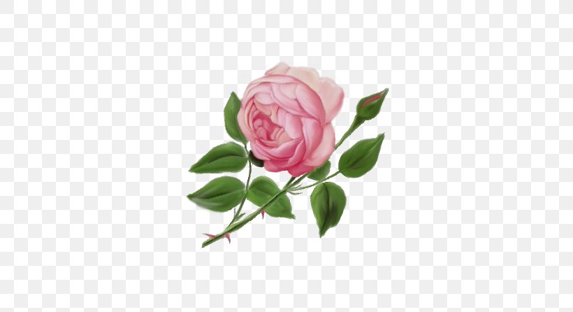 Garden Roses Cabbage Rose English Rose, PNG, 577x446px, Garden Roses, Art, Cabbage Rose, Cut Flowers, Drawing Download Free