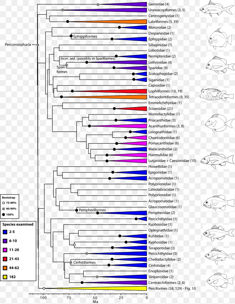Phylogenetic Tree Perciformes Cladogram Phylogenetics Cladistics, PNG, 2517x3261px, Phylogenetic Tree, Actinopterygii, Area, Bony Fishes, Cladistics Download Free