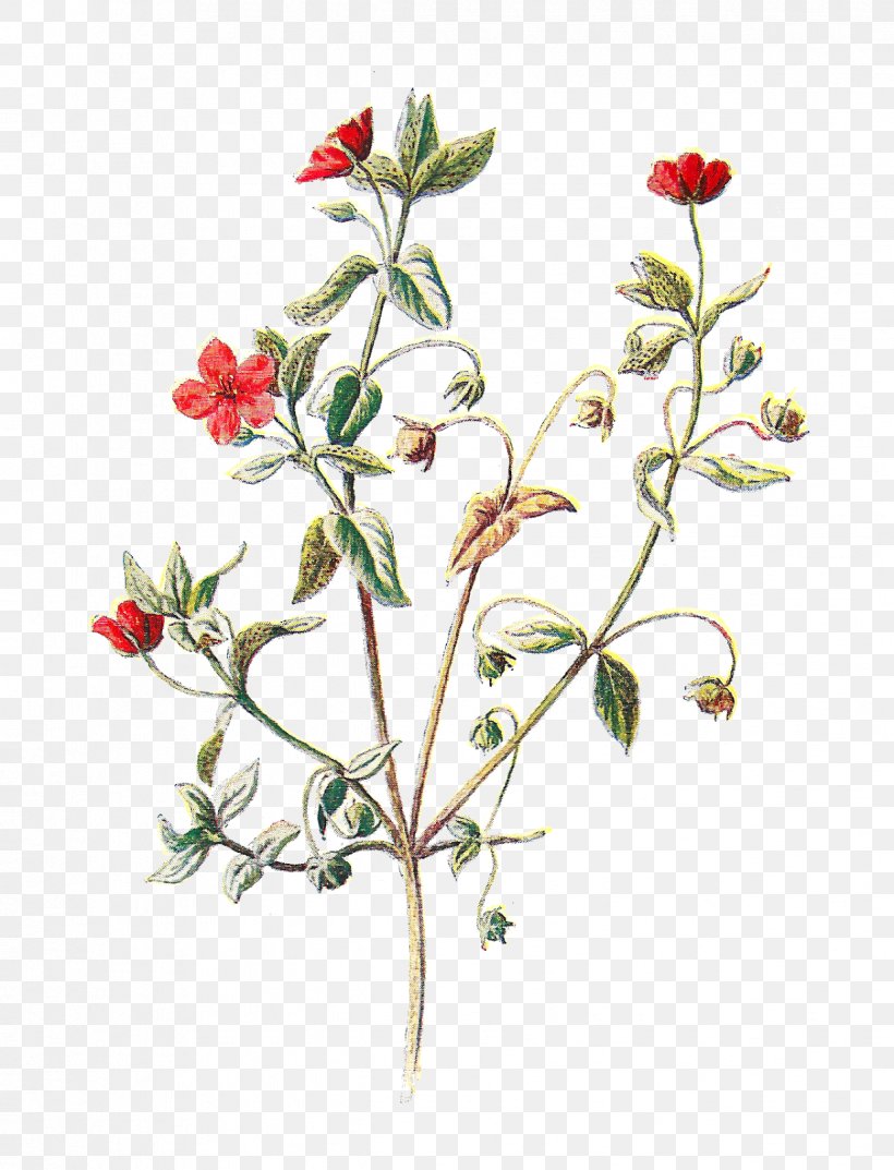 The Scarlet Pimpernel Botanical Illustration Clip Art, PNG, 1222x1600px, Scarlet Pimpernel, Botanical Illustration, Botany, Branch, Digital Illustration Download Free