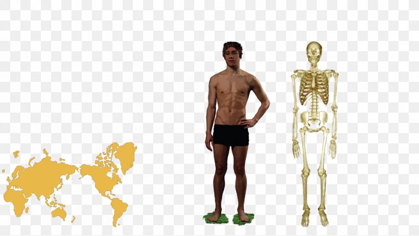 Homo Sapiens Human Anatomy Human Body Human Behavior, PNG, 960x540px, Homo Sapiens, Anatomy, Arm, Hip, Human Download Free