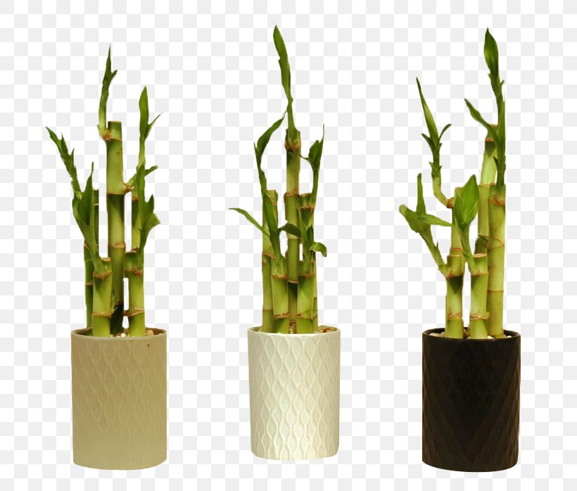 Philodendron Bipinnatifidum Philodendron Xanadu Lucky Bamboo Plant, PNG, 739x698px, Philodendron Bipinnatifidum, Bamboo, Bedding, Flowerpot, Garden Download Free