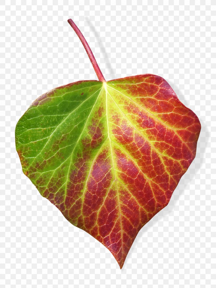 Stock.xchng Leaf Image Stock Photography, PNG, 960x1280px, Leaf, Common Ivy, Flowering Plant, Plant, Plants Download Free