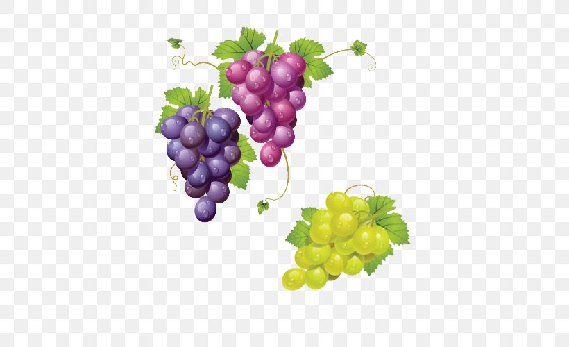 Wine Grapevines Clip Art, PNG, 500x500px, Wine, Drawing, Flowering Plant, Food, Fruit Download Free