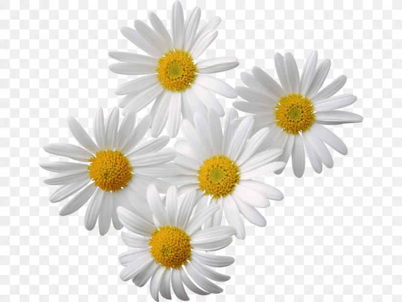 Clip Art Common Daisy Vector Graphics Chamomile, PNG, 866x650px, Common Daisy, Annual Plant, Aster, Asterales, Barberton Daisy Download Free