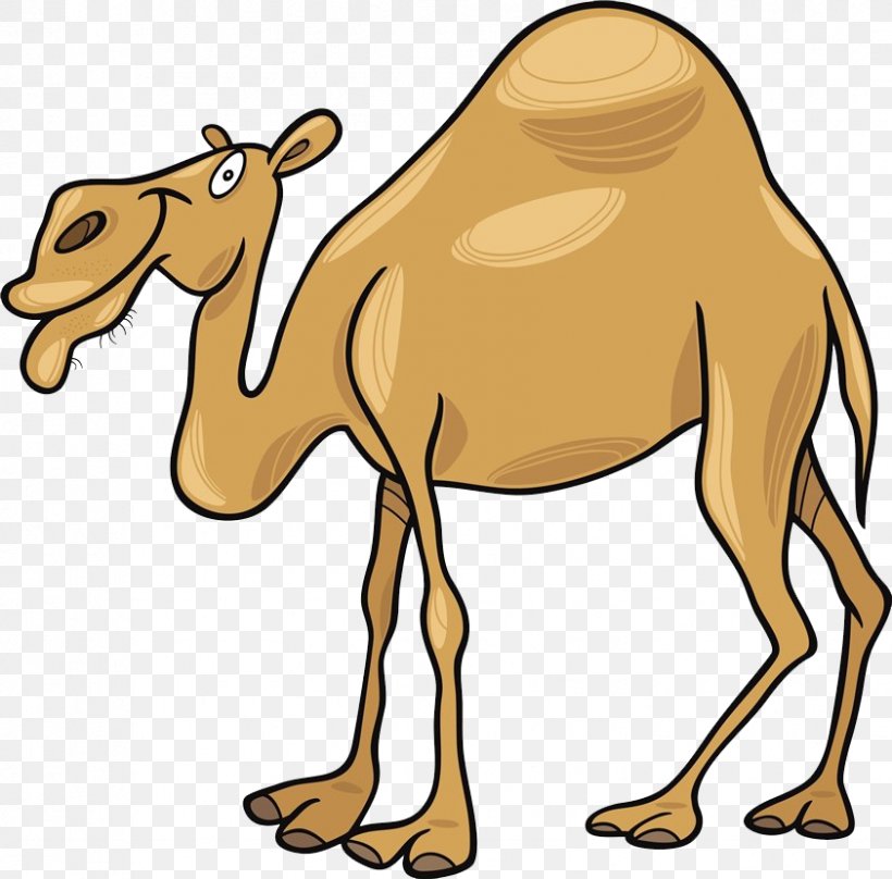 Dromedary Cartoon Clip Art, PNG, 842x830px, Dromedary, Arabian Camel, Art, Camel, Camel Like Mammal Download Free